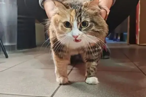 Найдена кошка, Екатеринбург, фото: Трехцветная кошка найдена на Краснолесья, 149