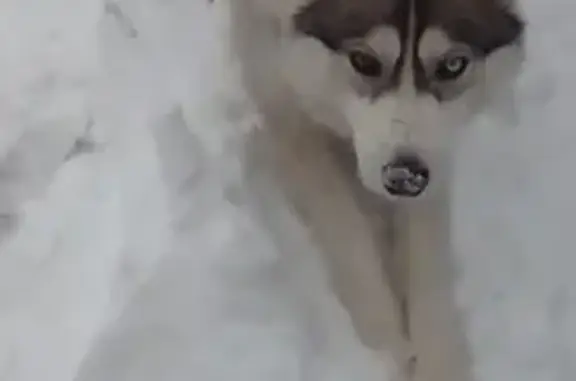 Собаки потеряшки, Ростов-на-Дону, фото: Потеряшка собака, Одесский Проезд, 20
