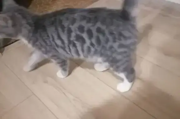 Найдена кошка, Быково, фото: Найдена кошка, Праволинейная 4, Быково