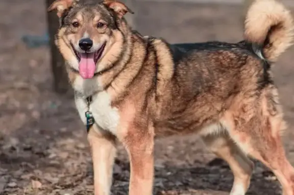 Собаки потеряшки, Москва, фото: Потеряшка собака, ул. Лётчика Бабушкина