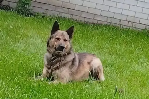 Пропала собака, Лесная ул. 3, Саратов