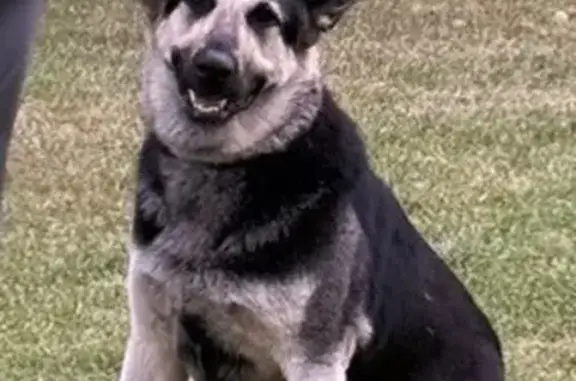 Пропала овчарка, Октябрьская 23/1