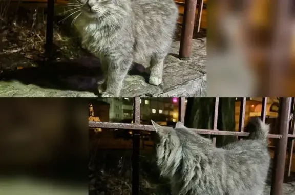 Найдена кошка, Брянск, фото: Кошка найдена: ул. Пушкина, 74, Брянск