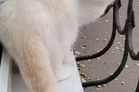 Пропала кошка, ул. Гризодубовой, 59