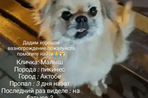 Пропал пекинес Малыш, Актюбинская обл.