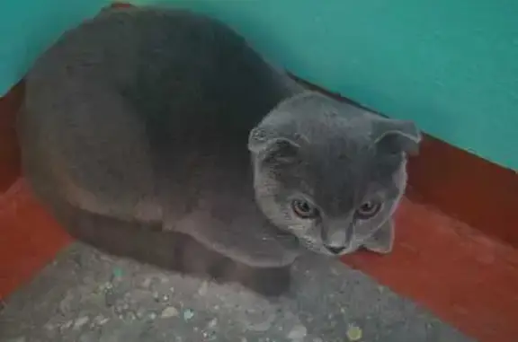 Найденные животные Мурманск, фото: Кошка найдена: Кольский пр., 131, Мурманск