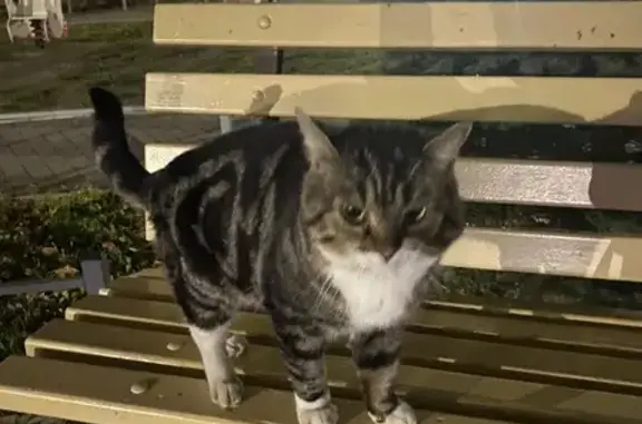 Найдена кошка, Краснодарский, фото: Кошка найдена: ул. Почтовое отделение 73