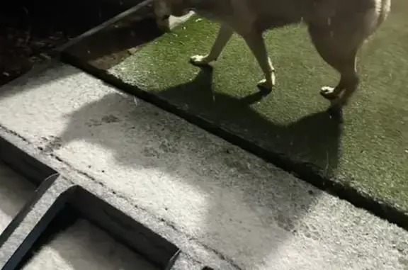 Найдена собака, , фото: Собака найдена: Восточная ул., 10, Ижевск