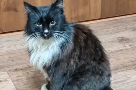 Найдена кошка, Киров, фото: Найдена кошка, пр. Строителей, 50, Киров