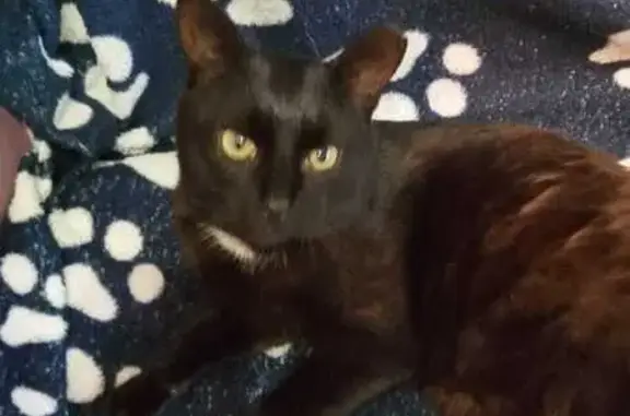 Кошки потеряшки, Саратовская область, фото: Потеряшка кошка, Красноярское село, Саратов.