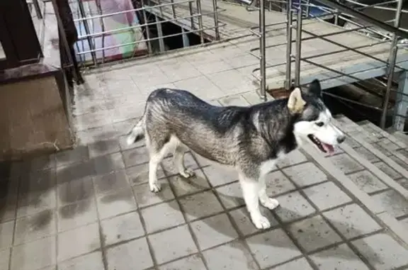 Найдена собака, Южный, фото: Собака найдена: Алма-Атинская ул., 14, Южный