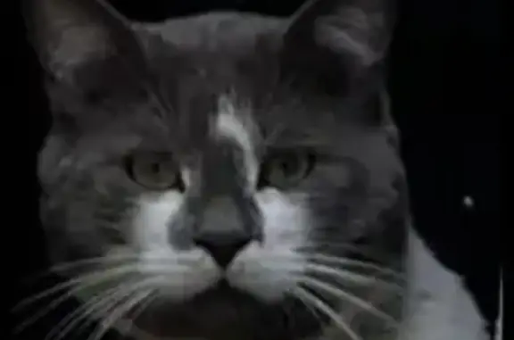 Кошки потеряшки, Липецк, фото: Потеряшка кошка, пл. Победы 6, Липецк