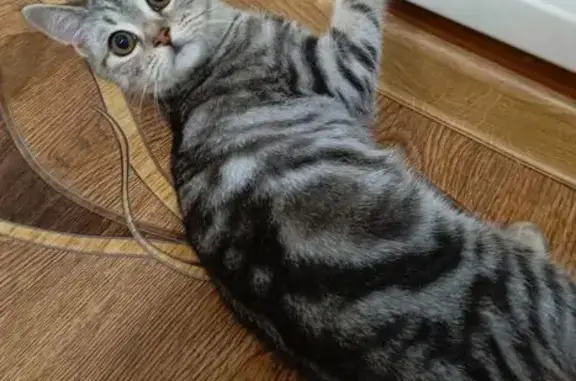 Найдена кошка, Саратов, фото: Кошка найдена: Школьная ул., 27, Саратов