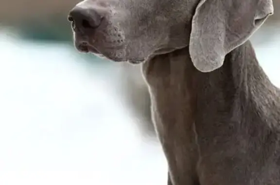 Пропала собака, Томская область, Турунтаево