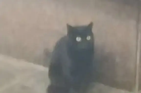 Найдена кошка, Москва, фото: Черная кошка найдена на Суворовской, Москва