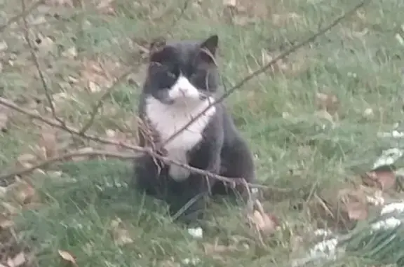 Найдена кошка, Москва, фото: Кошка найдена: Загородное шоссе, 5 к3