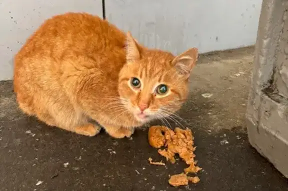 Найдена кошка, Чебоксары, фото: Кошка найдена у Пятерочки, Гражданская 48