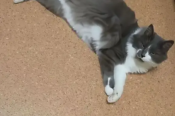 Найдена кошка, Капитанщино, фото: Кошка найдена: Цветочная ул., Липецк