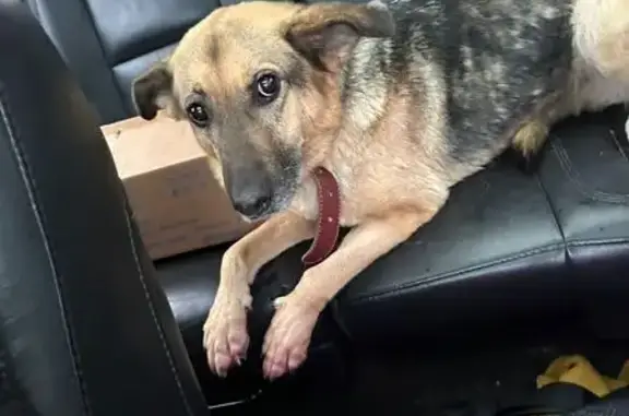 Пропала собака, Всеволожск, Ленобласть