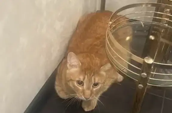 Найдена кошка, Челябинск, фото: Челябинск: Найдена кошка, ул. Скульптора Головницкого