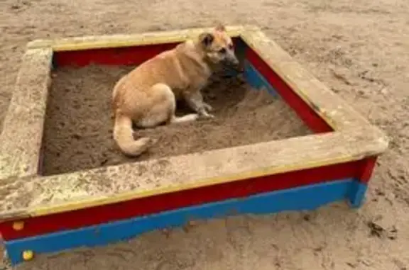 Найдена собака, Саратов, фото: Собака найдена: Саратов, ул. Шевыревская, 6