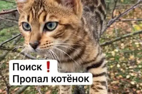 Кошки потеряшки, Курганинск, фото: Потеряшка бенгальский котёнок, ул. Горького