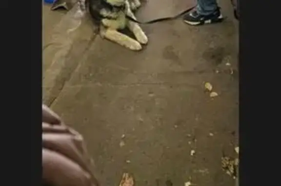 Найдена собака, Москва, фото: Хаски найдена, ш. Энтузиастов, Москва