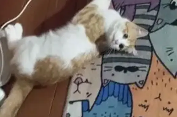 Кошки потеряшки, Гаджиево, фото: Потеряшка кошка, ул. Гаджиева, 61, Гаджиево