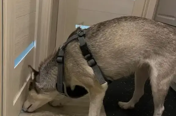 Найдена собака, Северодвинск, фото: Собака найдена: пр. Победы, Северодвинск