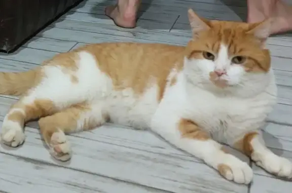 Кошки потеряшки, Михайловск, фото: Потеряшка кошка, Живописная ул., Михайловск