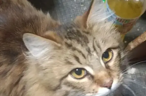 Кошки потеряшки, Приморско-Ахтарск, фото: Потеряшка кот Макс, ул. Братьев Кошевых, 34