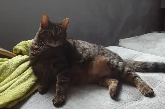 Кошки потеряшки, Сызрань, фото: Потеряшка кот, Ударная 36, Сызрань