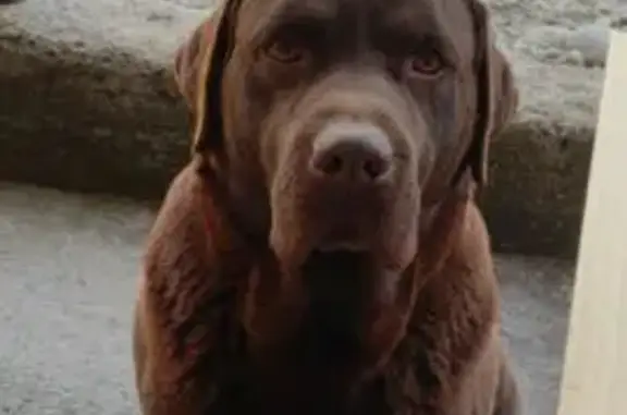 Собаки потеряшки, Ставропольский край, фото: Потеряшка собака на трассе А-165, СК