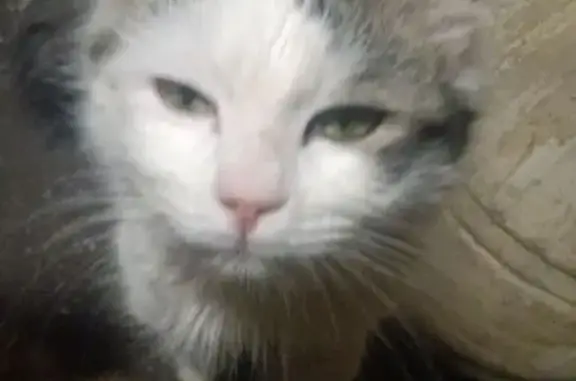 Объявления о пропавших и найденных животных, Приморско-Ахтарск, фото: Пропал кот Макс, ул. Братьев Кошевых, 34