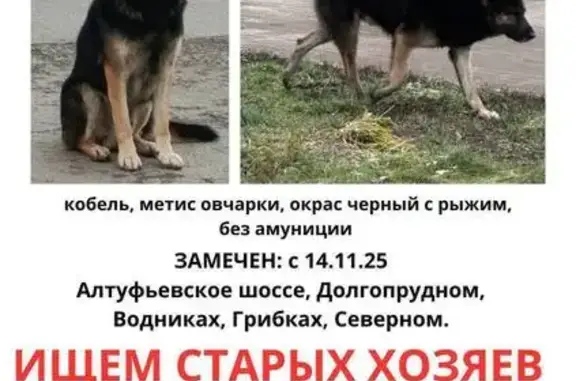 Найдена собака, Москва, фото: Собака найдена на ул. Мерянка, Москва