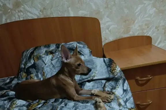 Пропала собака, Ушинского 26, Липецк