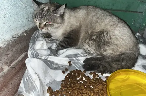 Найдена кошка, Уфа, фото: Кошка найдена: Сосновская 48, Уфа