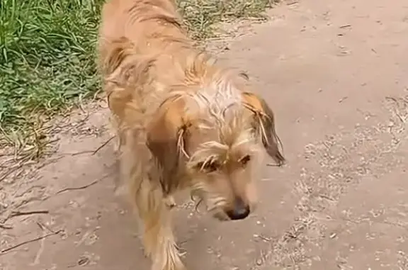 Пропала собака, ул. Ленпосёлок, Дядьково