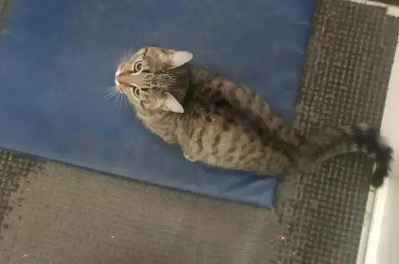 Кошки потеряшки, Челябинск, фото: Потеряшка кошка, Челябинск, Трудовая 25А