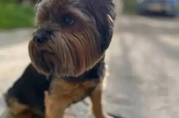 Пропала собака, Высоковольтная 5 к1, Рязань