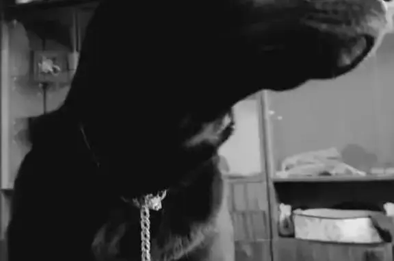 Пропала собака, ул. Адриена Лежена, 12/1