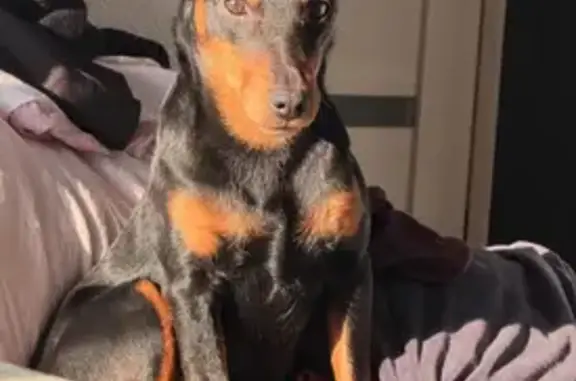 Собаки потеряшки, Уссурийск, фото: Потеряшка собака, Садовая 6, Уссурийск