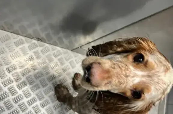 Найдена собака, Москва, фото: Найдена собака, ул. Яблочкова 36, Москва