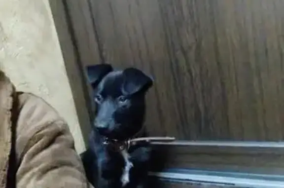 Собаки потеряшки, Красноярский край, фото: Потеряшка собака, Минусинск, Красноярск