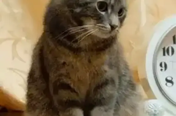 Кошки потеряшки, Большой Исток, фото: Потеряшка серая кошка, Красноармейская ул.