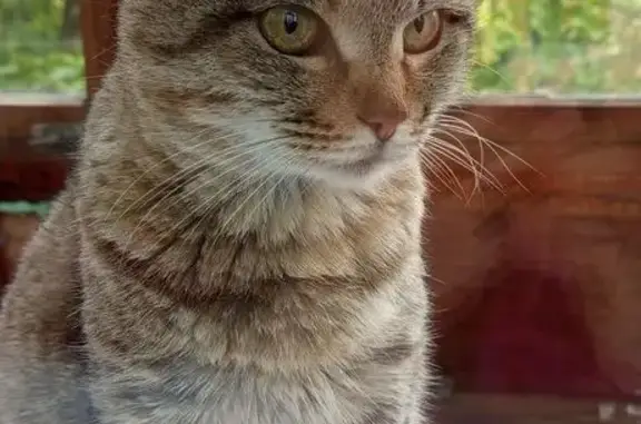 Пропала кошка, Выборная ул., Новосибирск