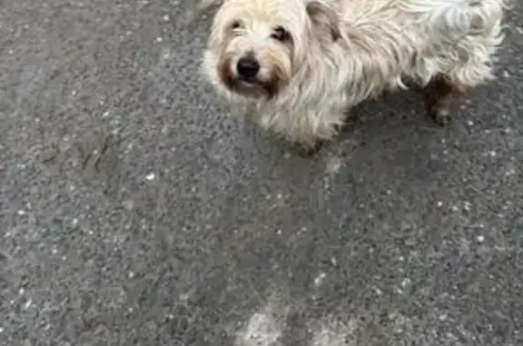 Найдена собака, , фото: Собака найдена: Казань, Татарстан