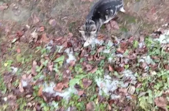 Найдена кошка, Клин, фото: Кошка найдена, ул. Мира 5, Клин