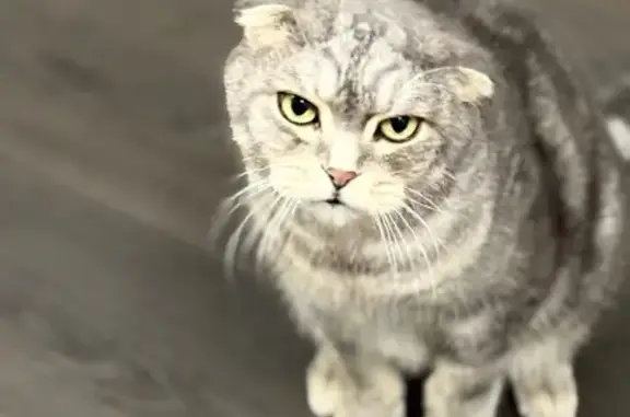 Пропала кошка, ул. Счастья, 7