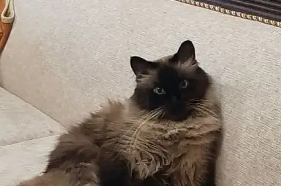Пропала кошка, ул. Кирова 2/11, Евпатория